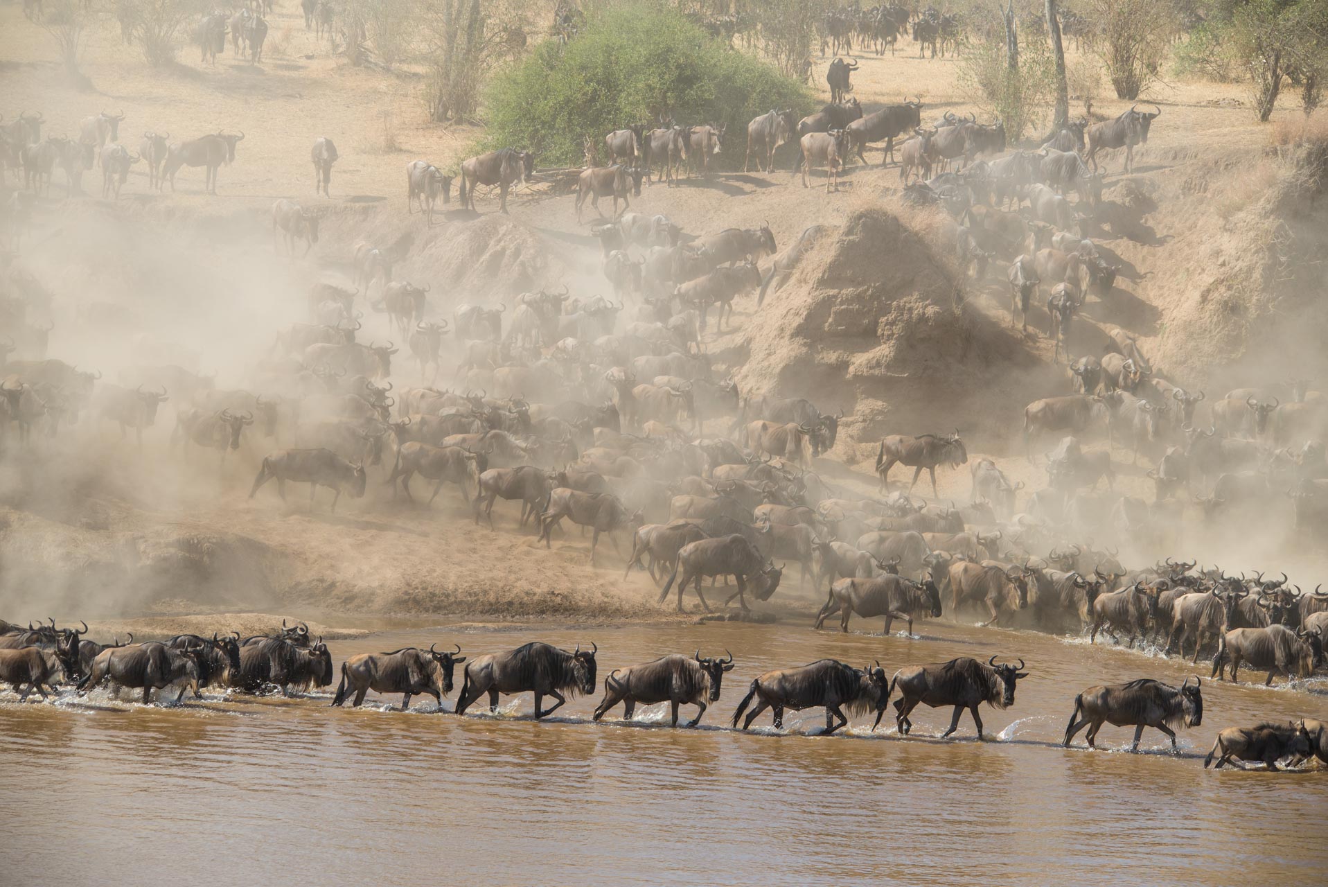 Serengeti Migration Safari (8)