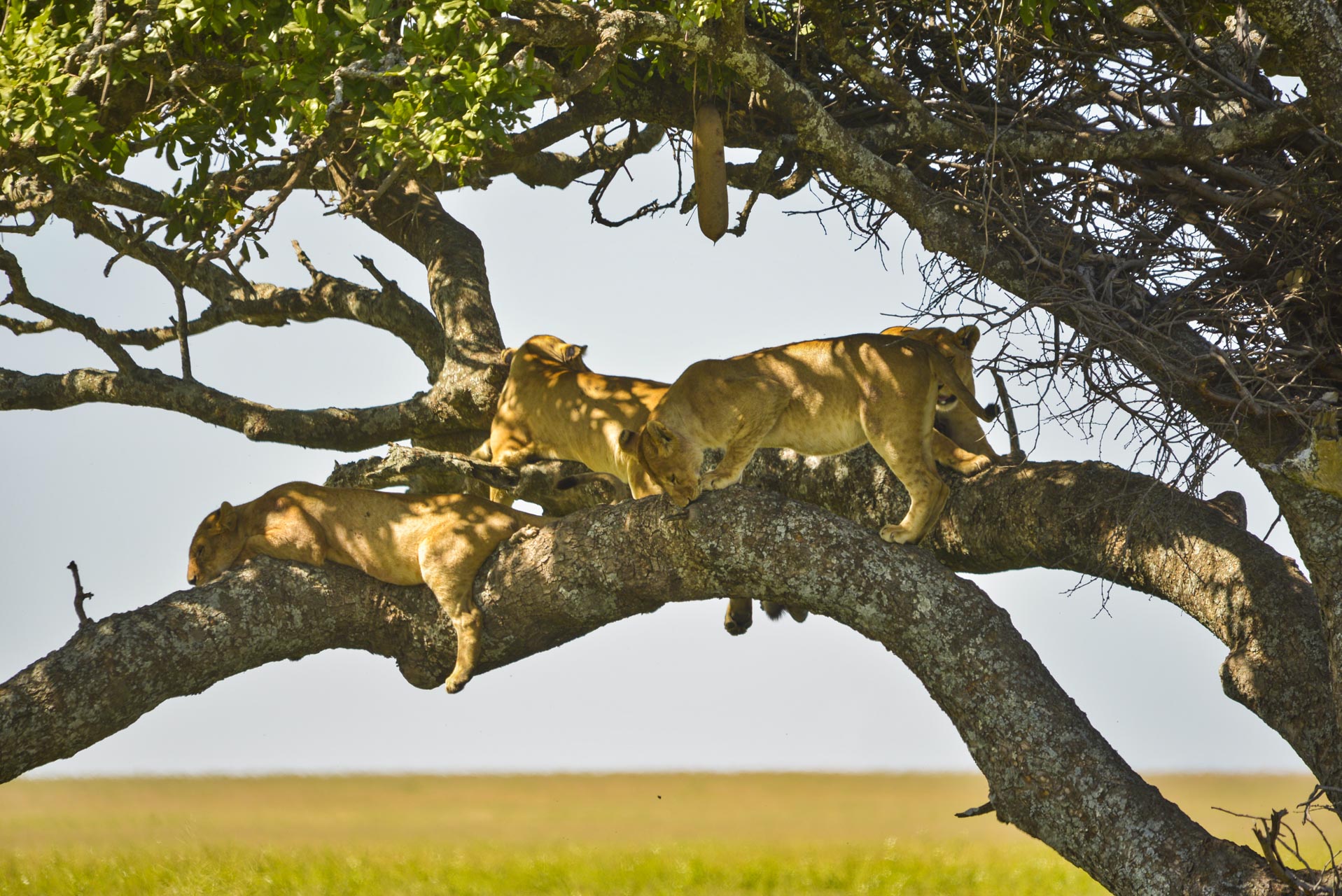 Serengeti National Park