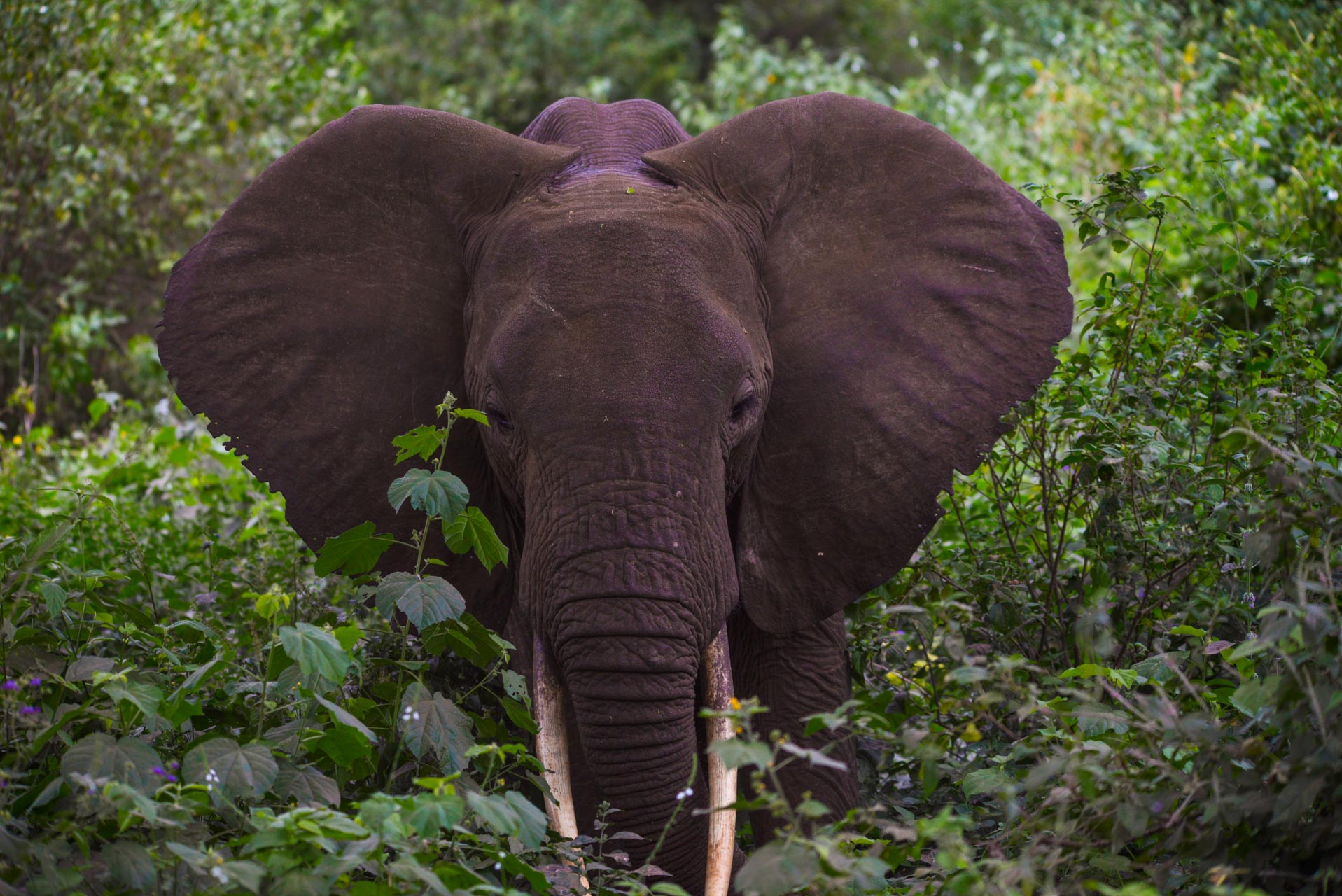 Taramgire National Park