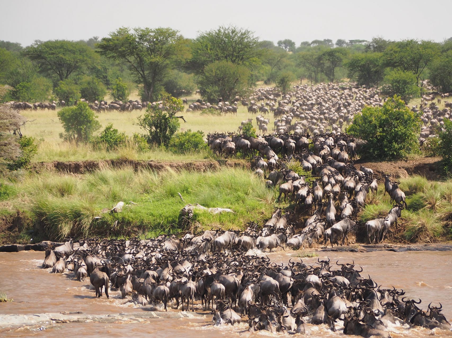 The Great Serengeti Migration Safari (3)