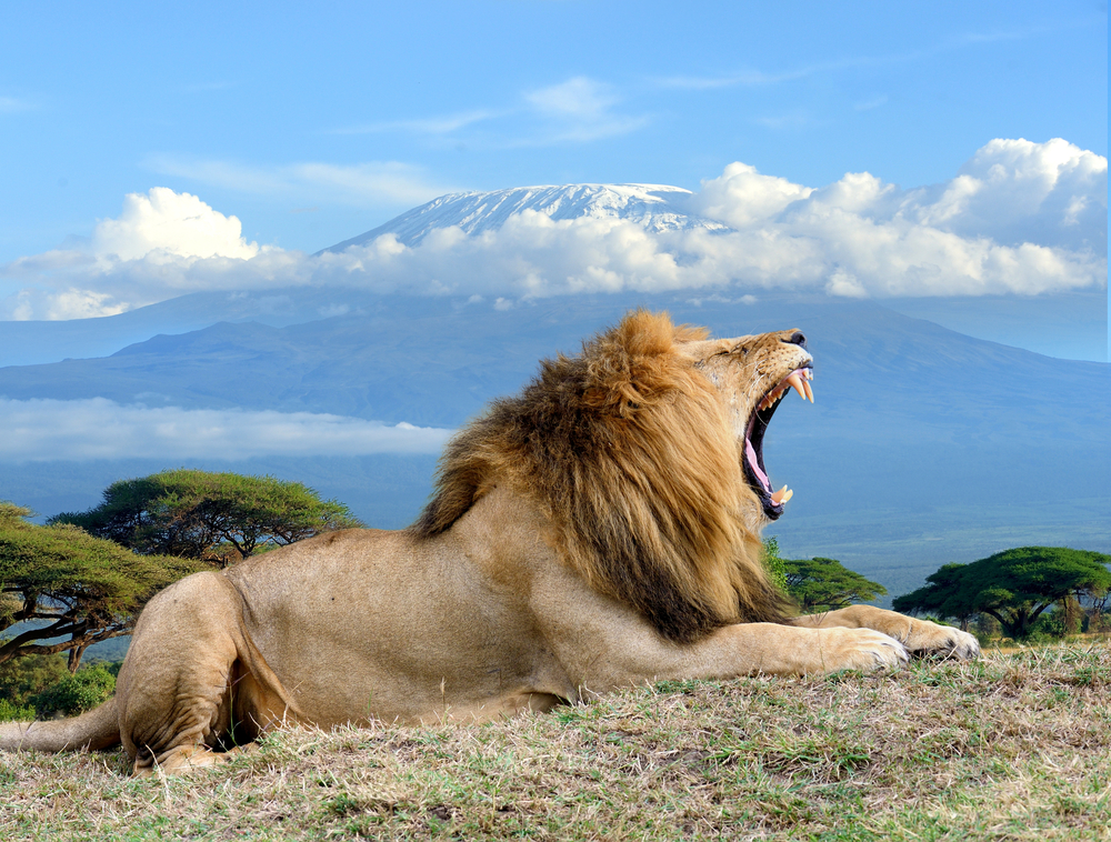 Amboseli-National-Park-male-lion