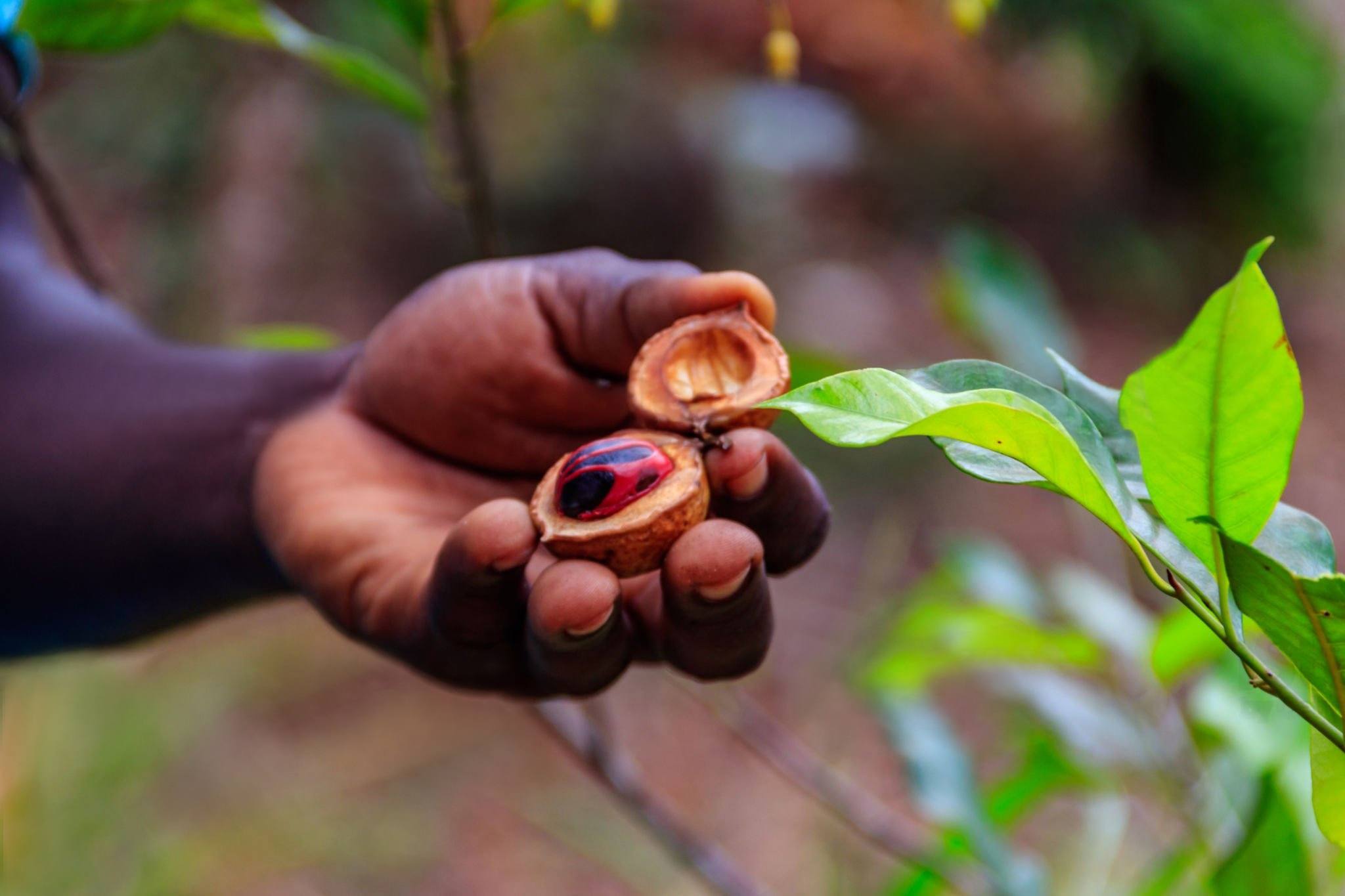 Zanzibar_Spice_Tour_Fresh_Nutmeg_Fruit