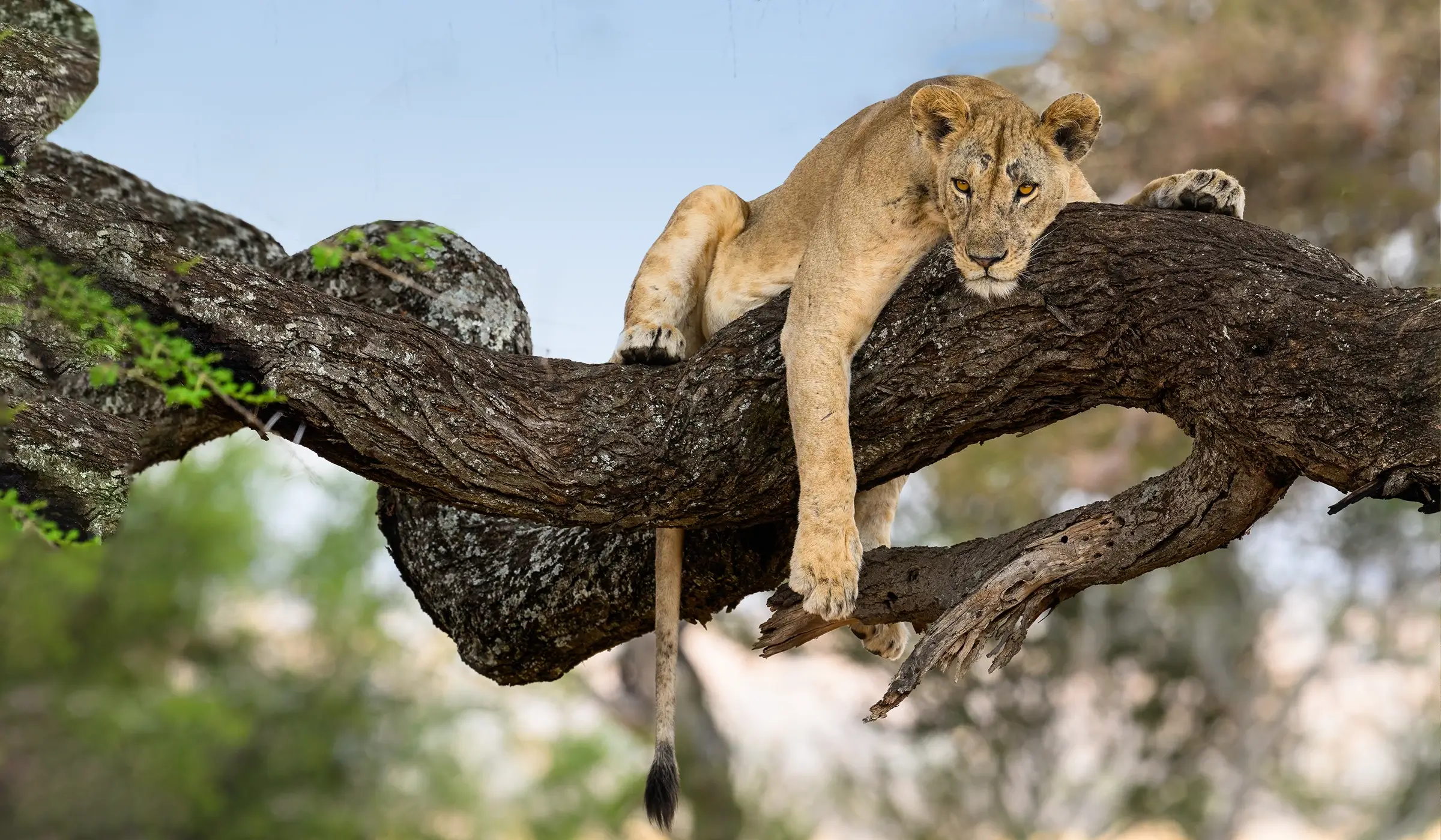 lake-manyara-national-park-1
