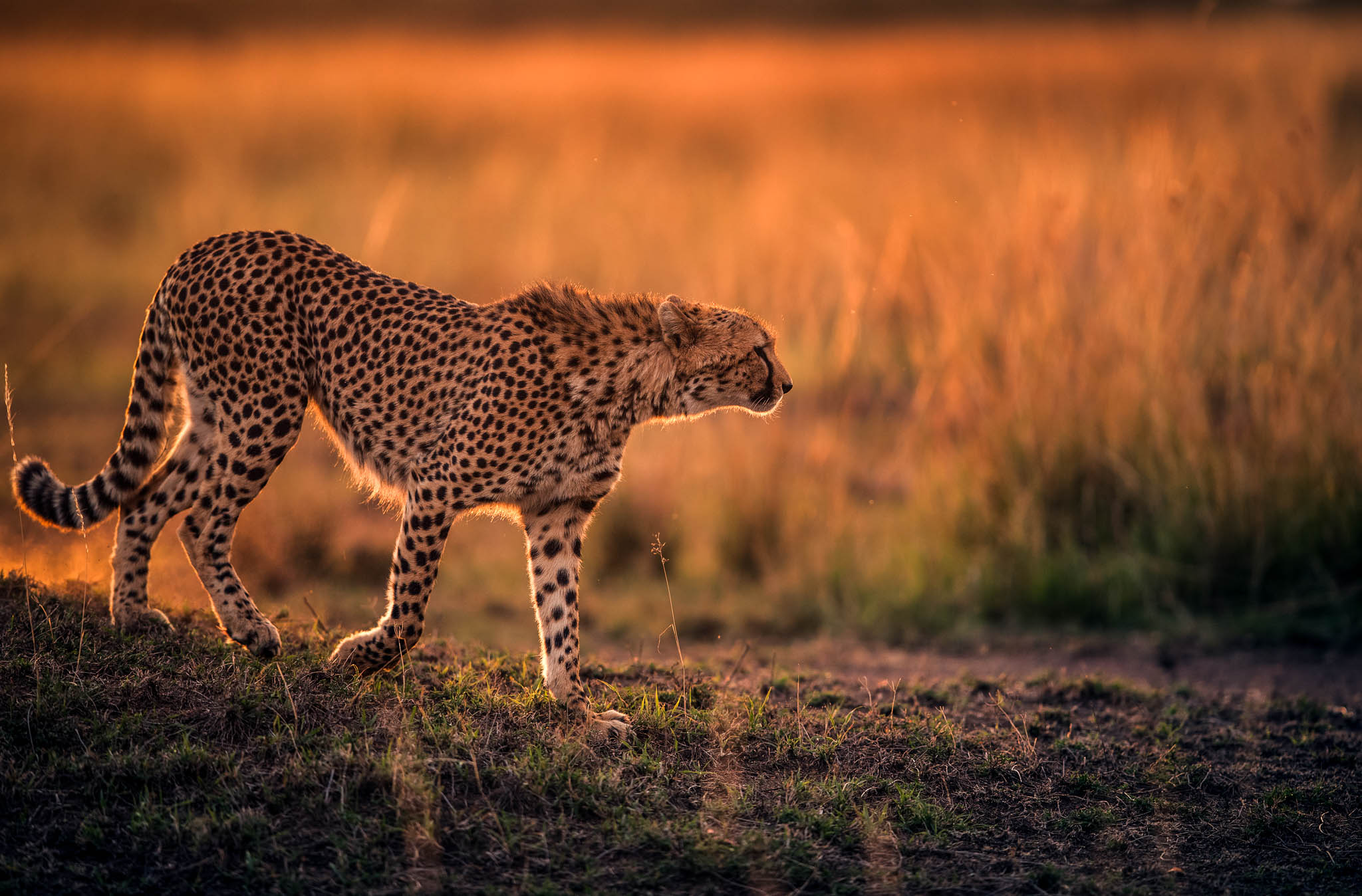 Recommended Serengeti Safari Packages 2026/2027