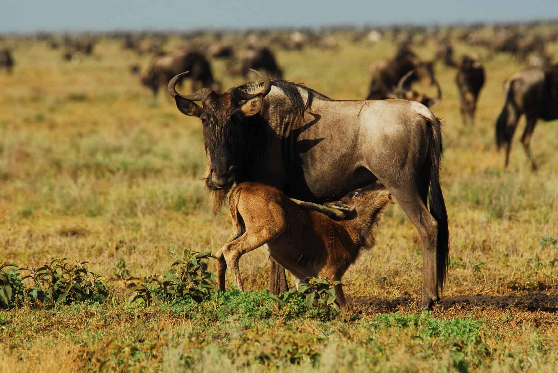 Ndutu Calving Season