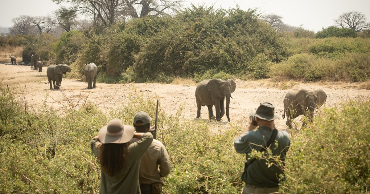 Tanzania Walking Safari