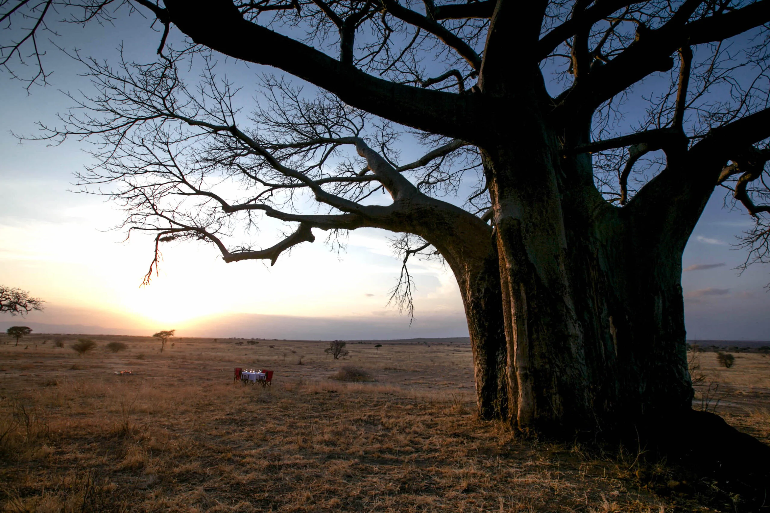 IM_TZ_TAR_Nimali-Tarangire_Baobab-scaled