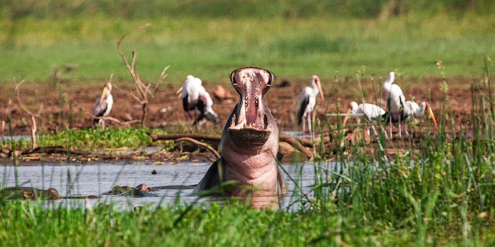 Lake Manyara National Park (1)