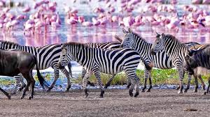 Lake Manyara National Park (5)