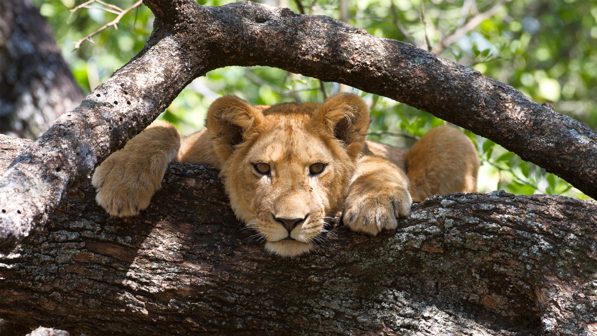 Lake Manyara National Park (6)