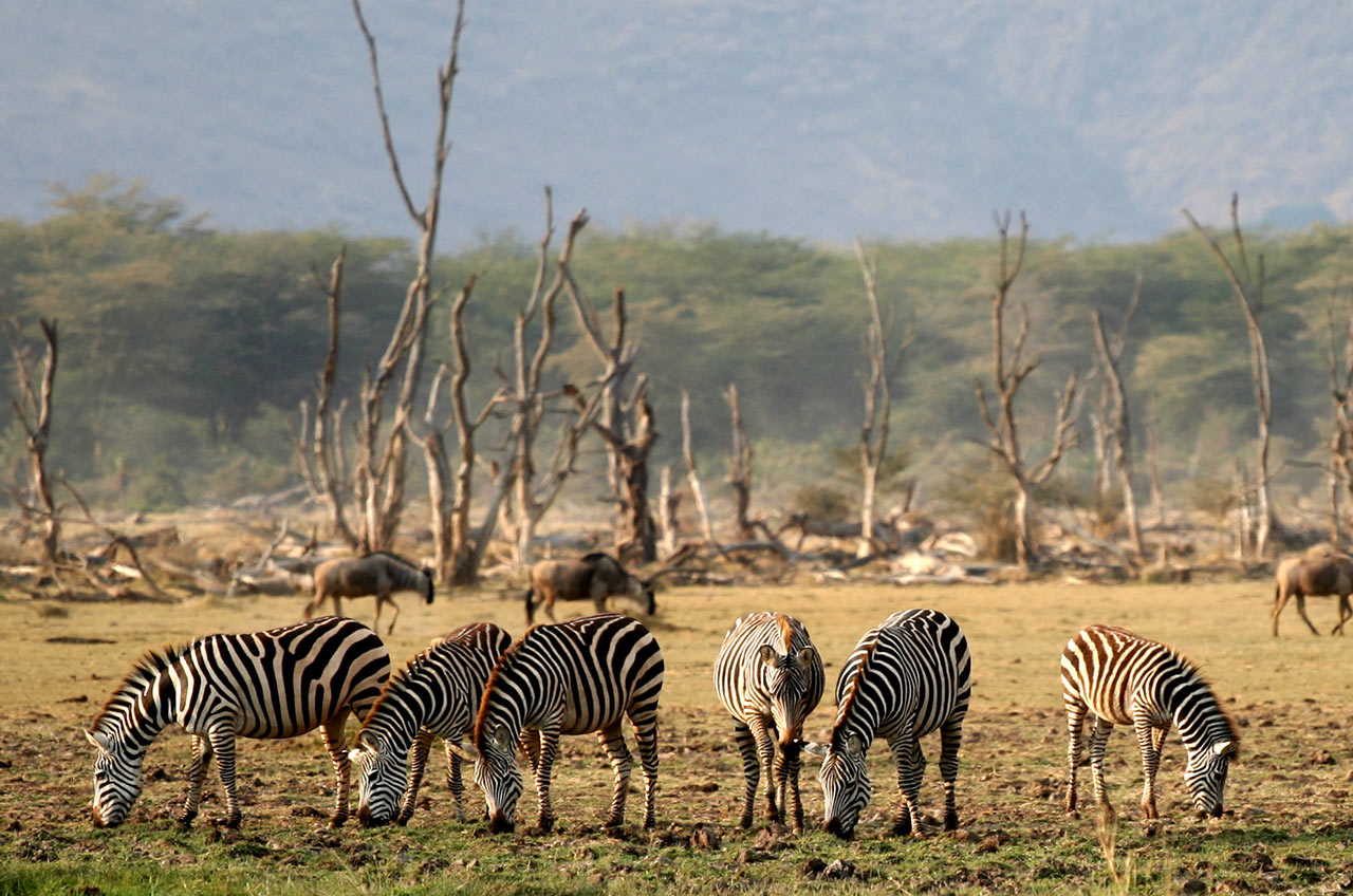 Lake Manyara National Park (7)