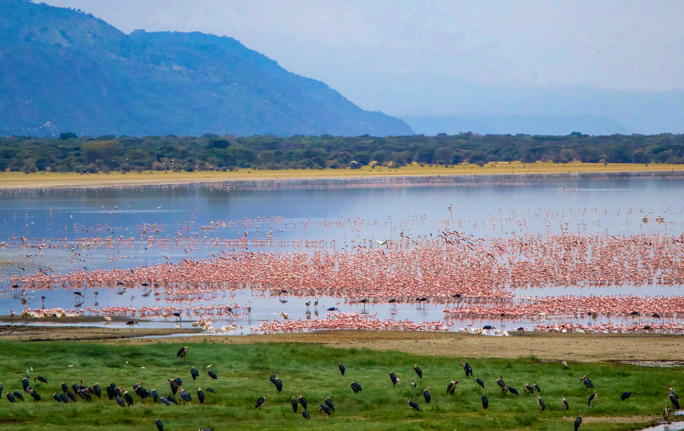 Lake Manyara National Park (8)