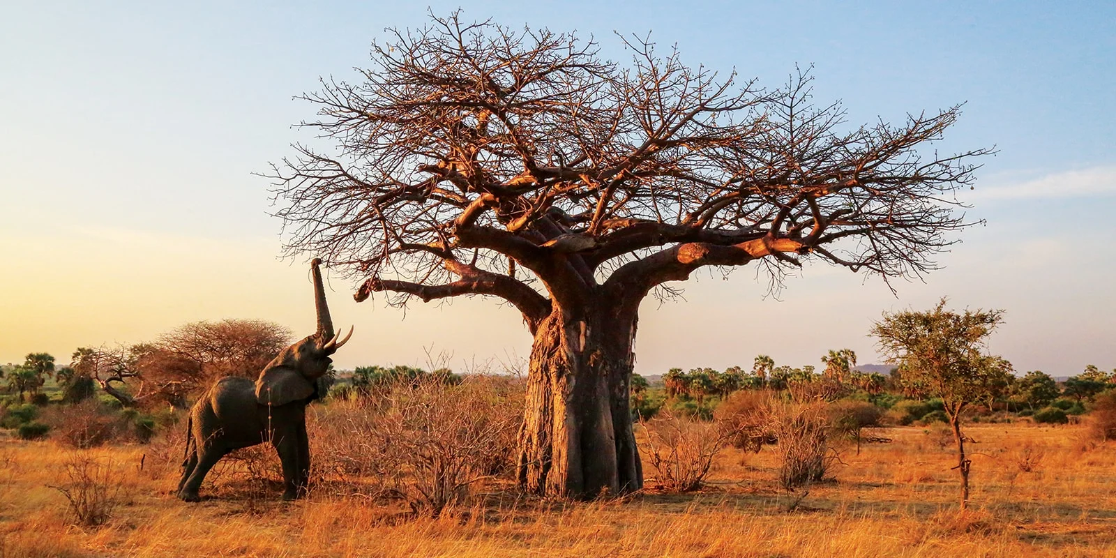 Ruaha National Park (1)