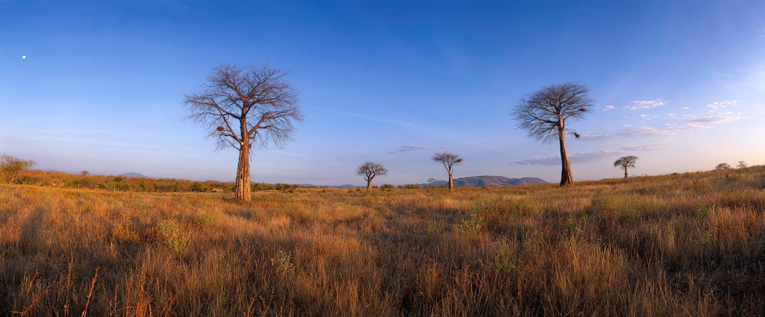 Ruaha National Park (10)