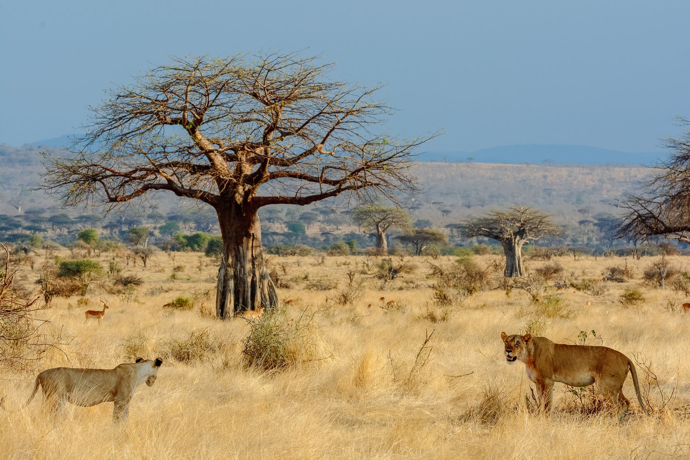 Ruaha National Park (16)