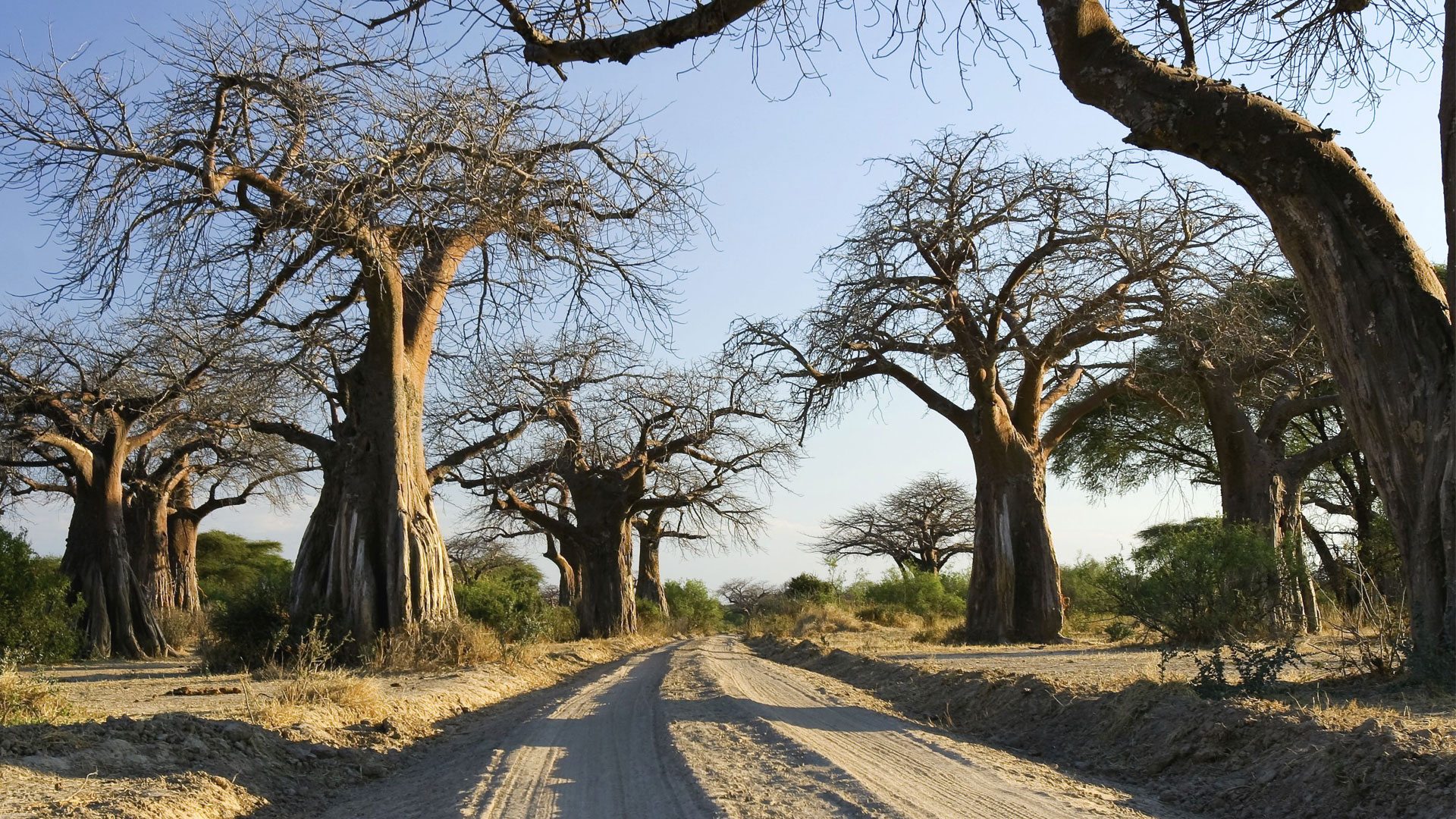 Ruaha National Park (18)