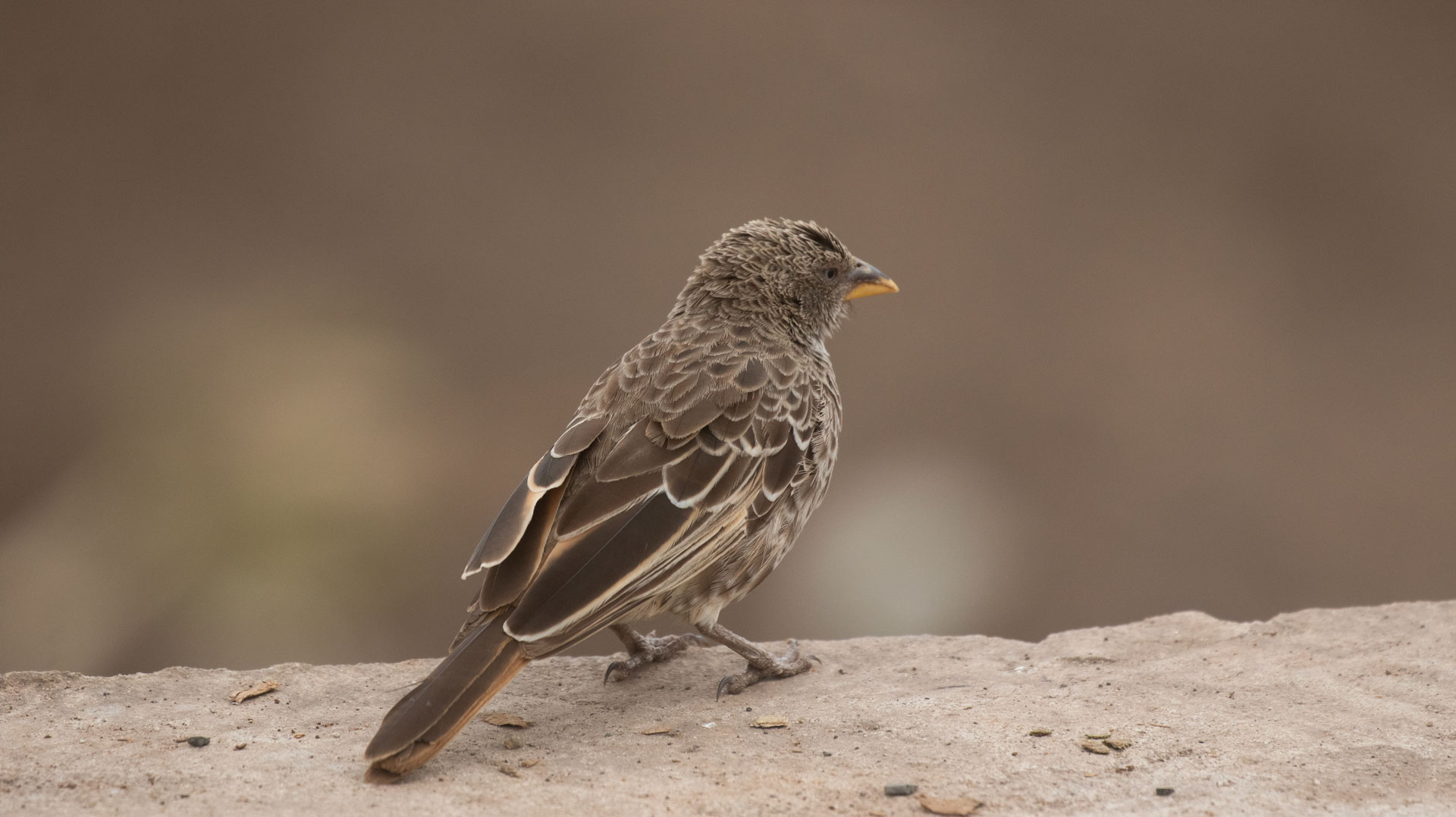 Tanzania Bird Watching Safaris