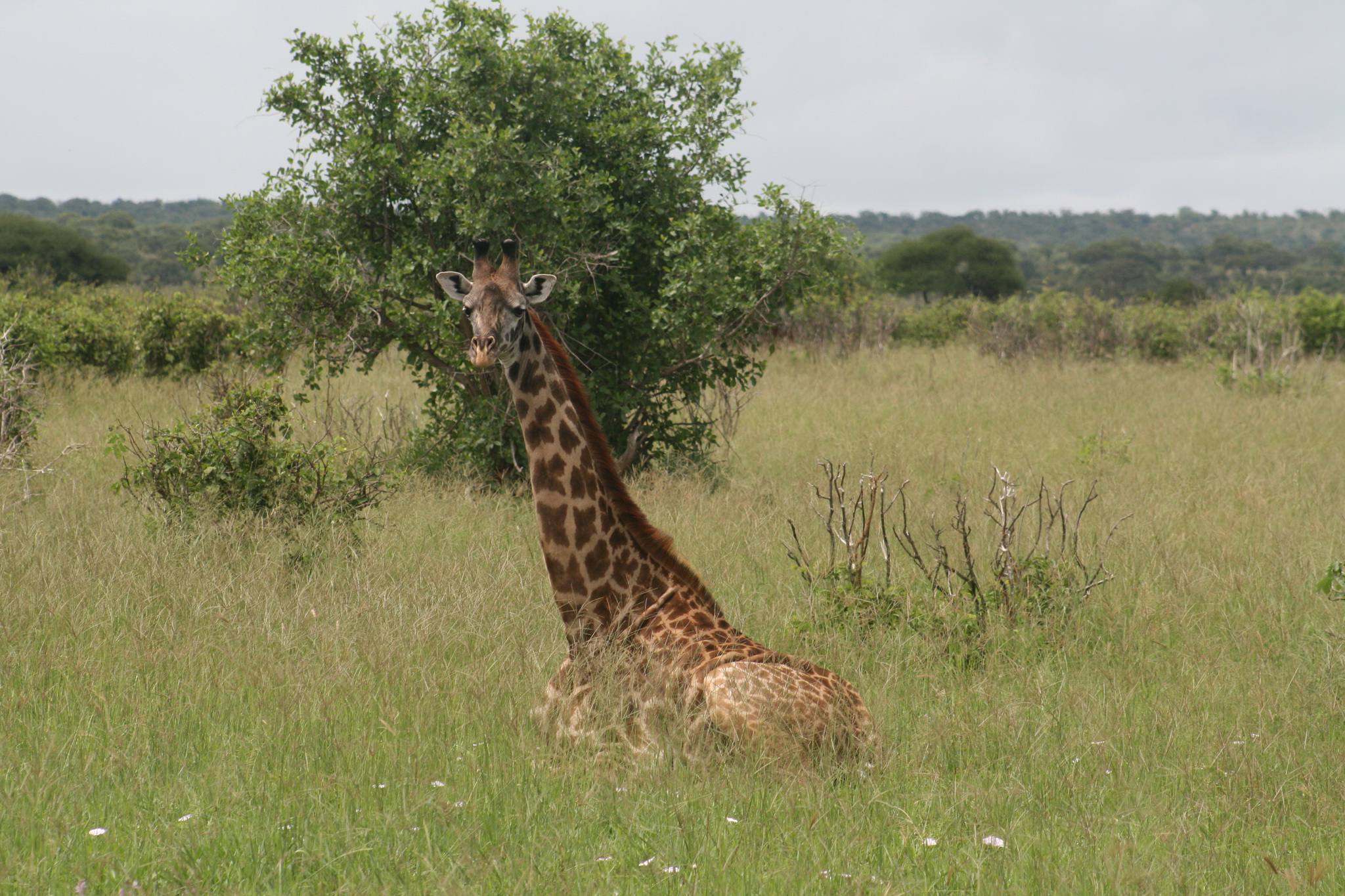 Tarangire_National_Park_Giraffe_20