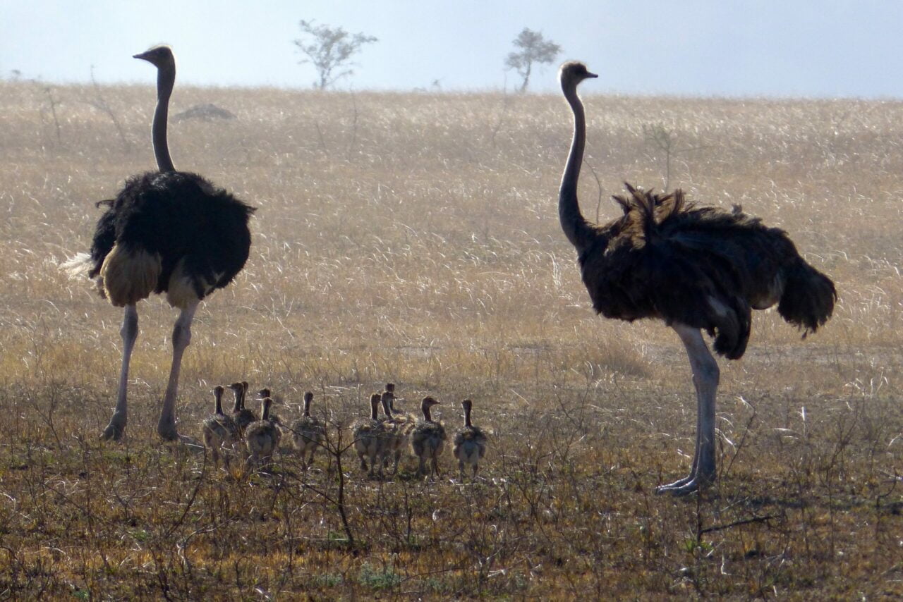 Tanzania Bird Watching Safaris
