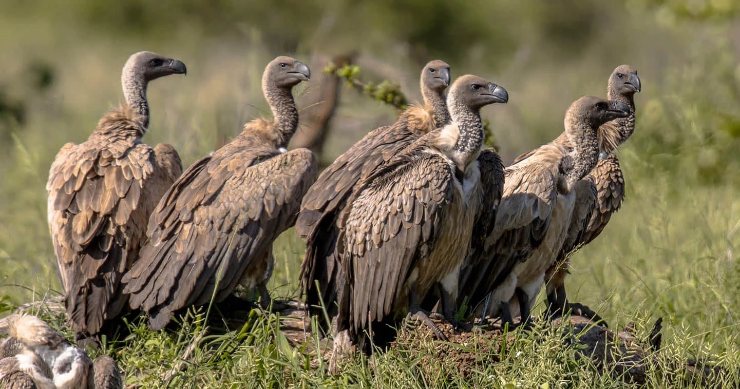 Tanzania Bird Watching Safaris