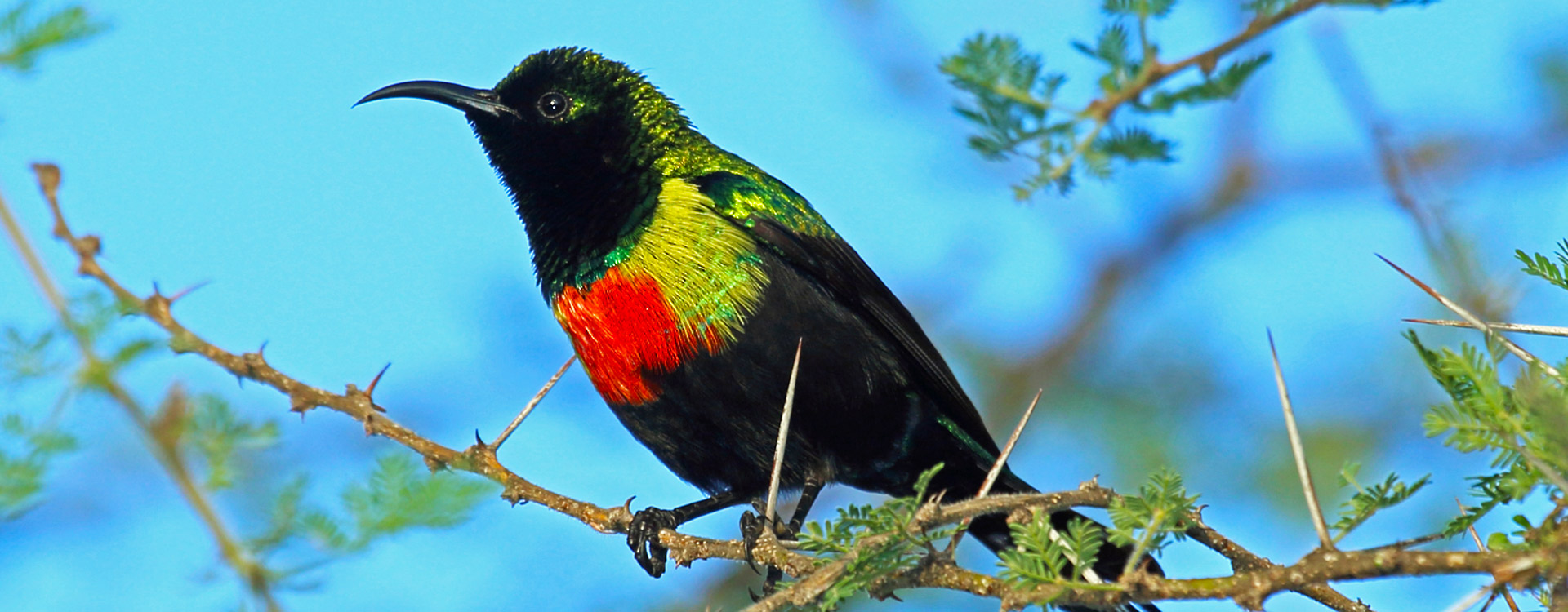 Tanzania Bird Watching Safaris