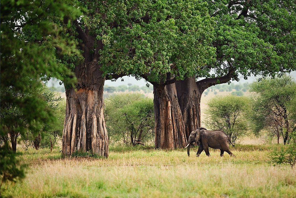 tarangire-national-park-1